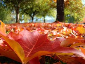 landscape-trees-park-art-prints-autumn-fall-leaves-baslee-troutman-baslee-troutman-art-prints-nature